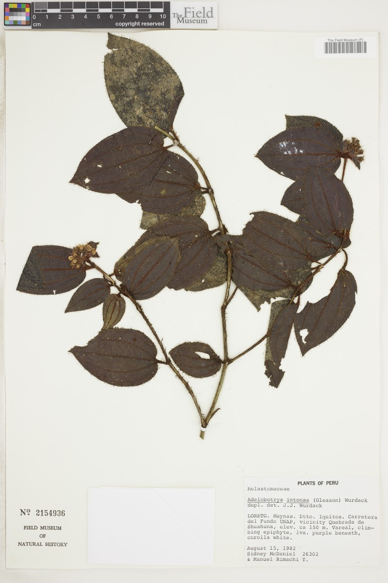 Adelobotrys intonsus photo 4