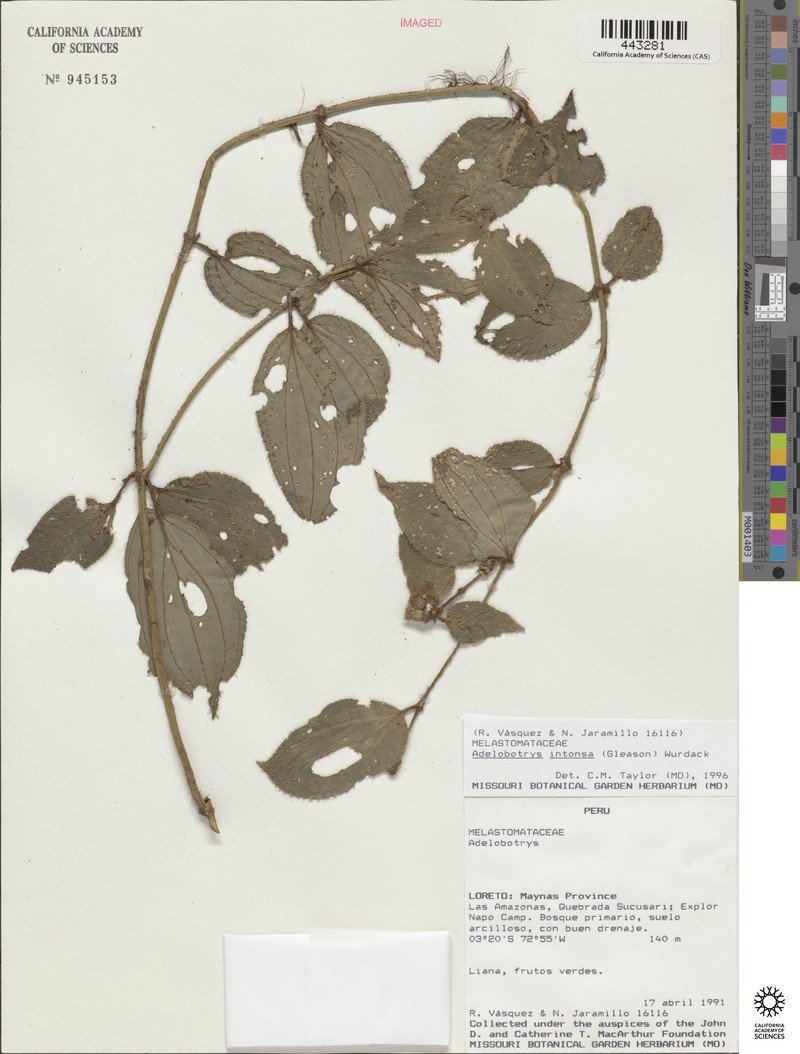 Adelobotrys intonsus photo 5