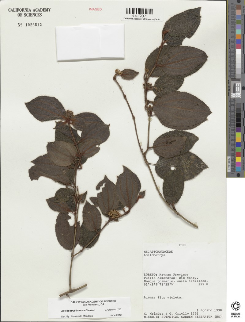 Adelobotrys intonsus photo 6