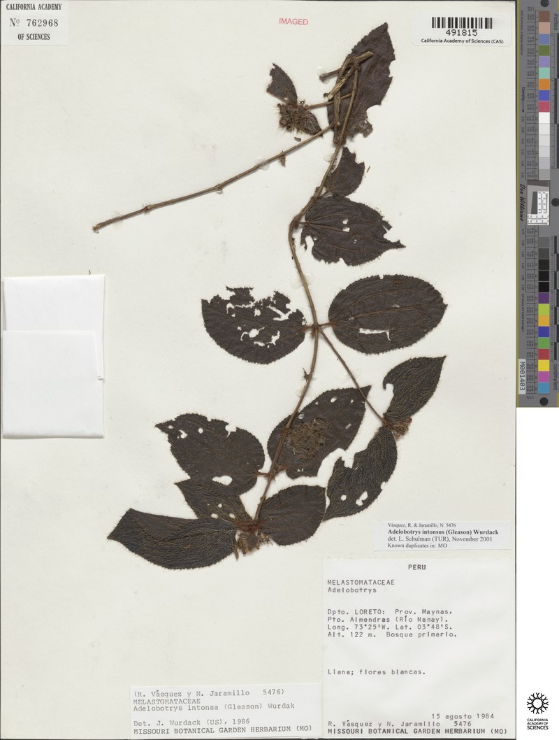 Adelobotrys intonsus photo 7