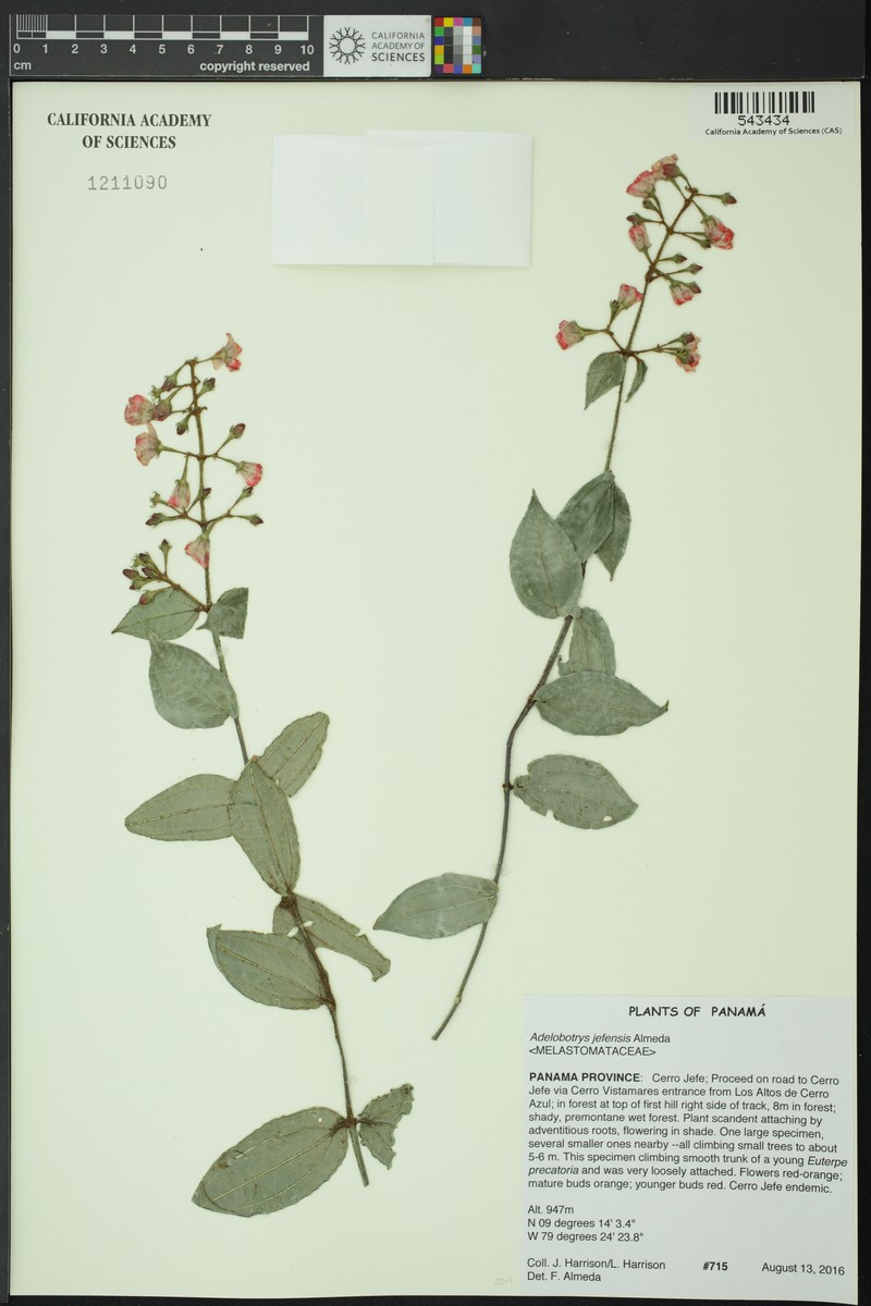Adelobotrys jefensis