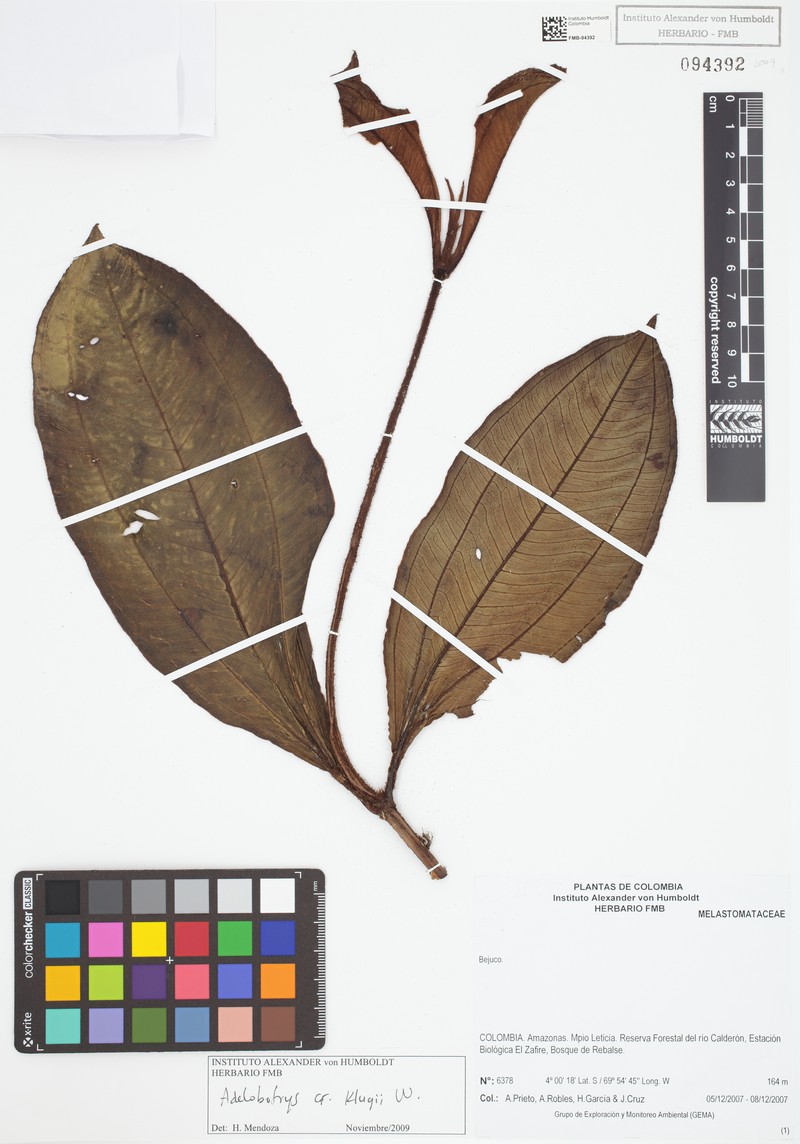 Adelobotrys klugii