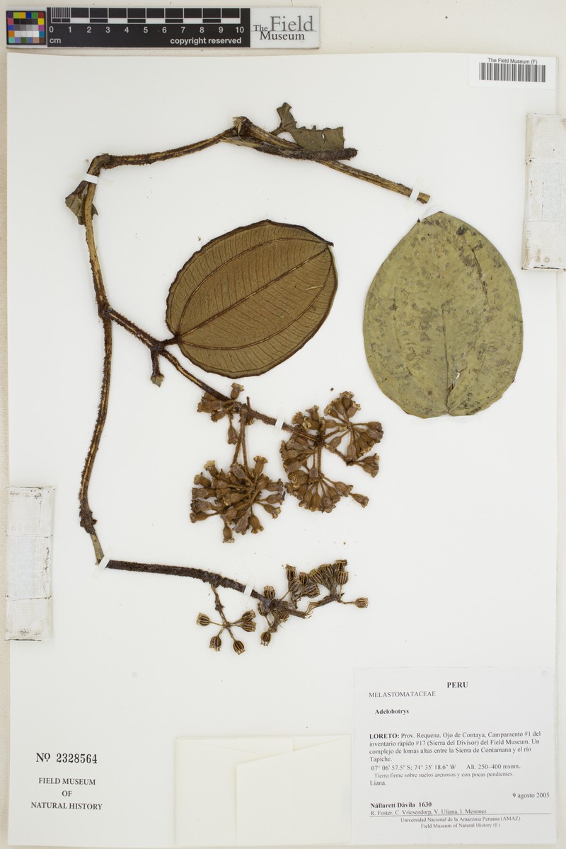 Adelobotrys klugii photo 2