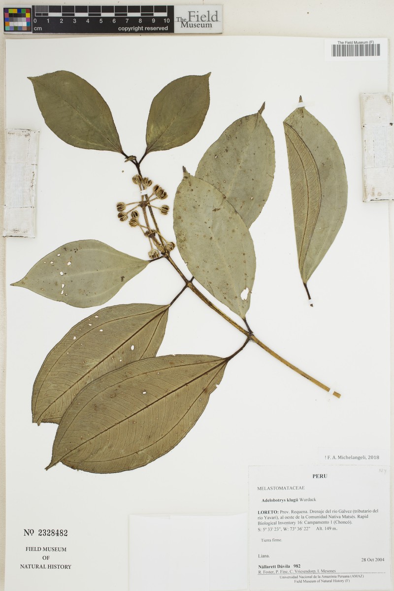 Adelobotrys klugii photo 3