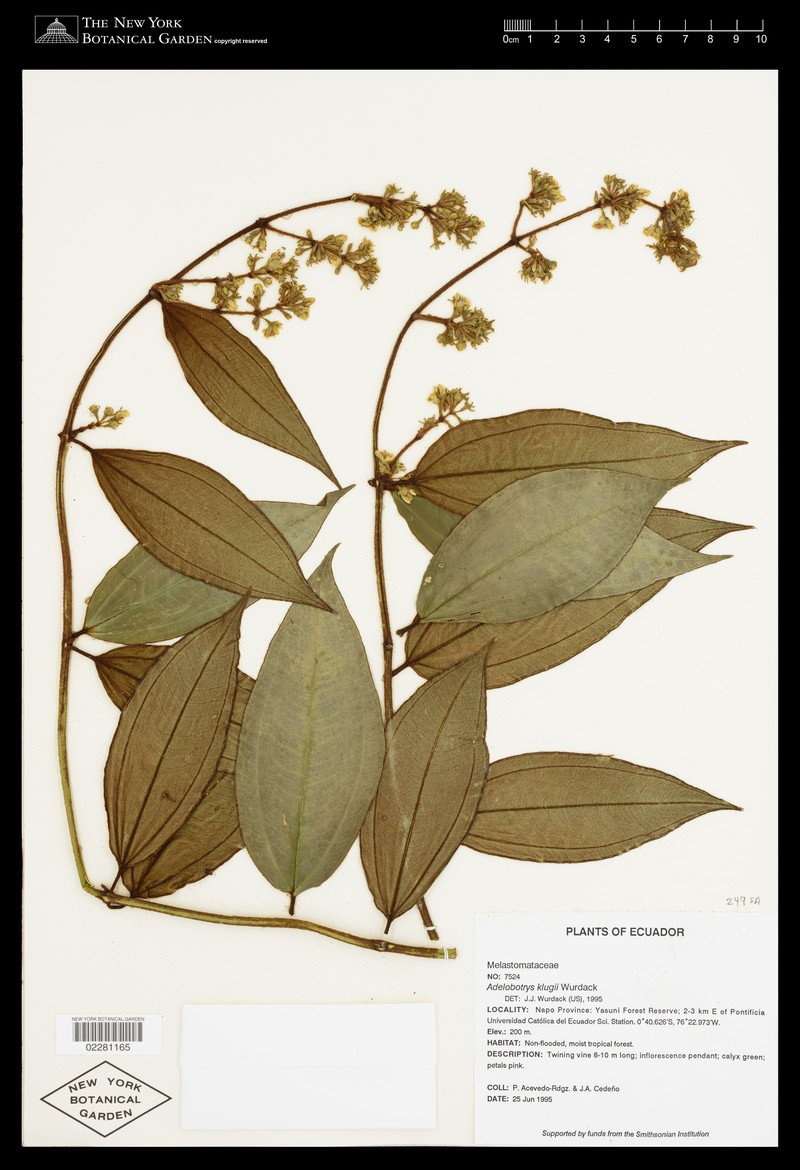 Adelobotrys klugii photo 4