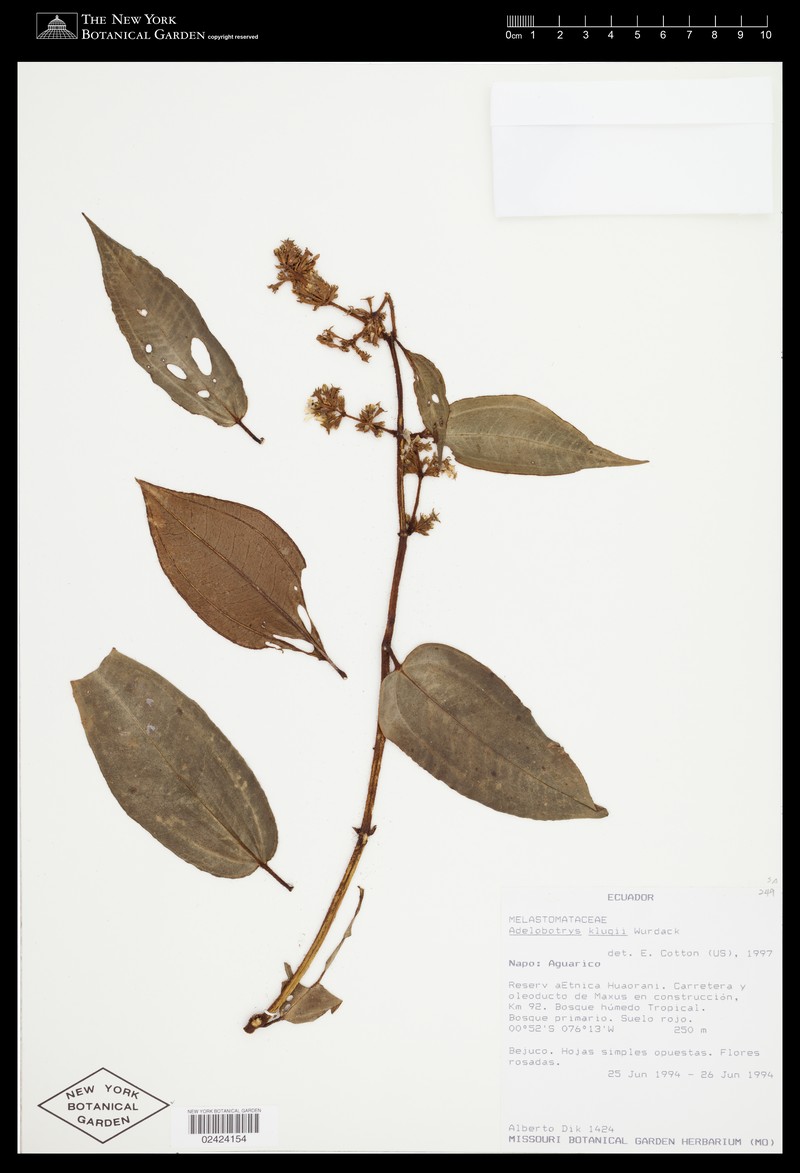 Adelobotrys klugii photo 6