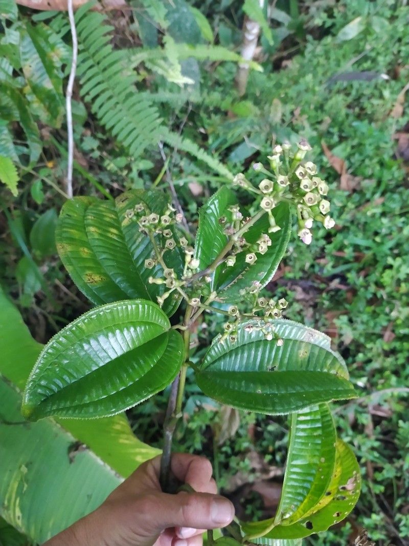 Adelobotrys latifolius