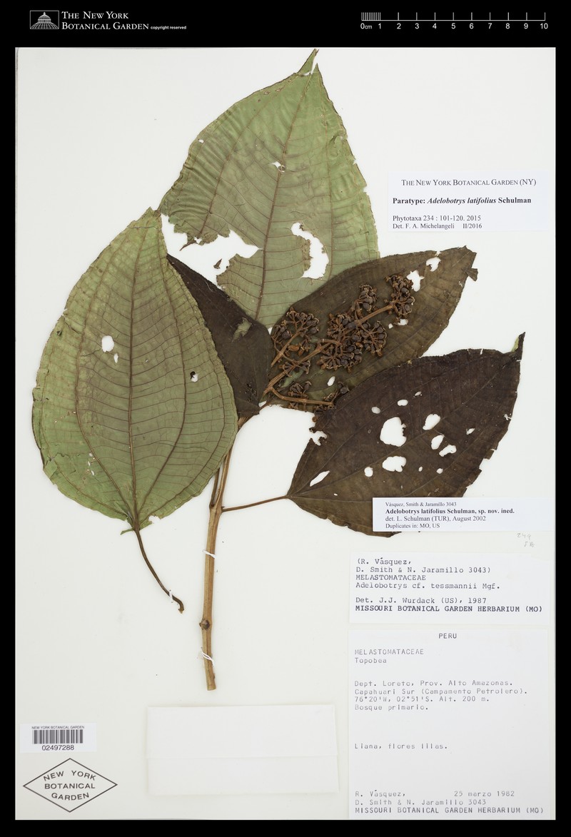 Adelobotrys latifolius photo 3