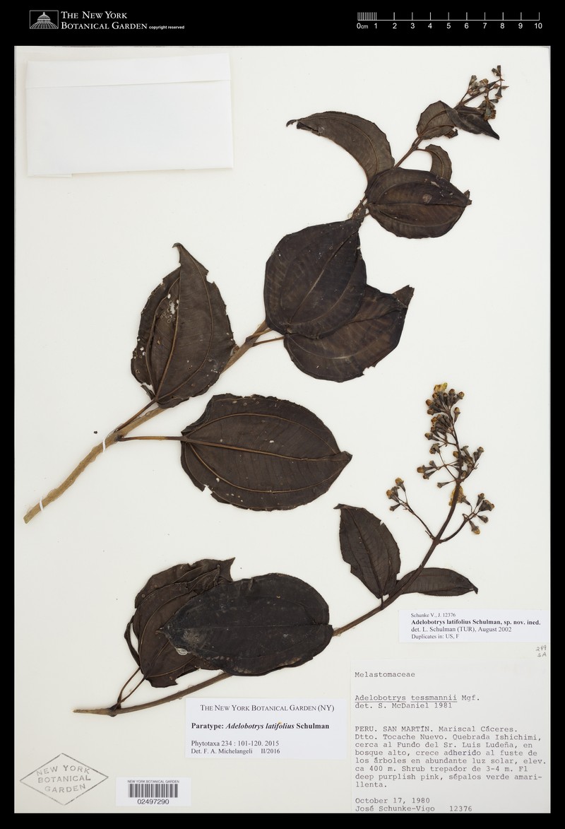 Adelobotrys latifolius photo 4