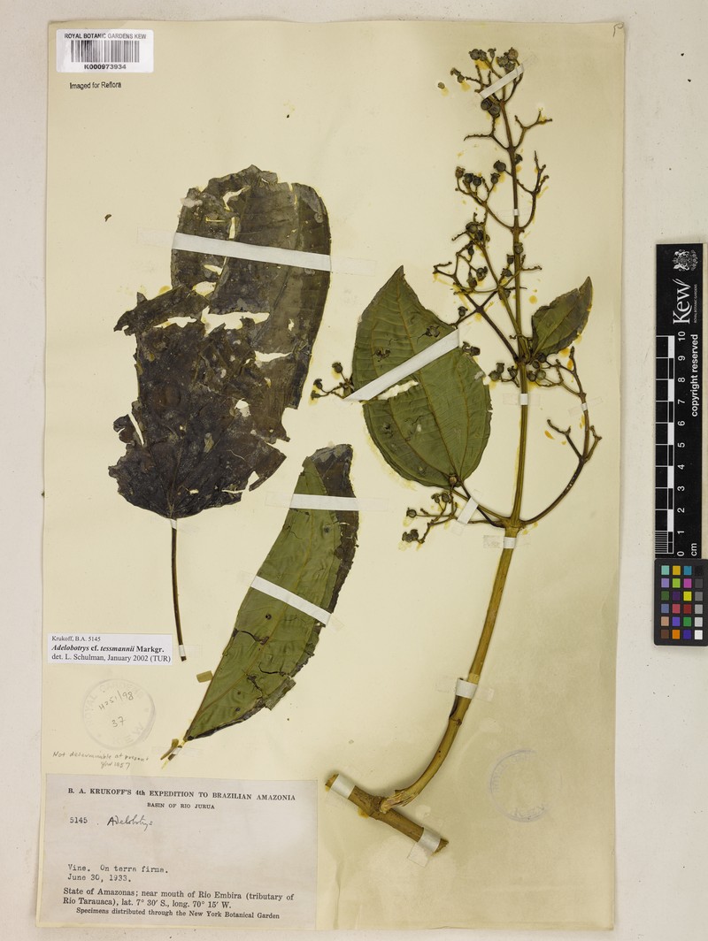 Adelobotrys latifolius photo 5