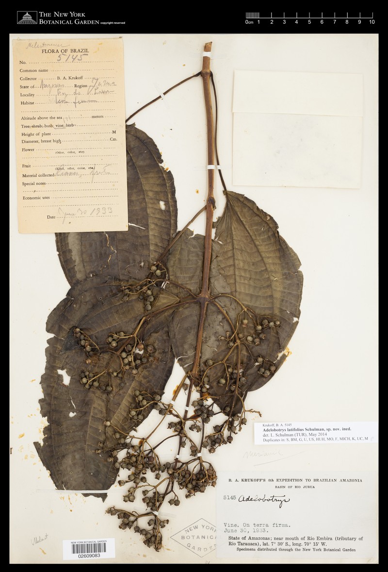 Adelobotrys latifolius photo 6