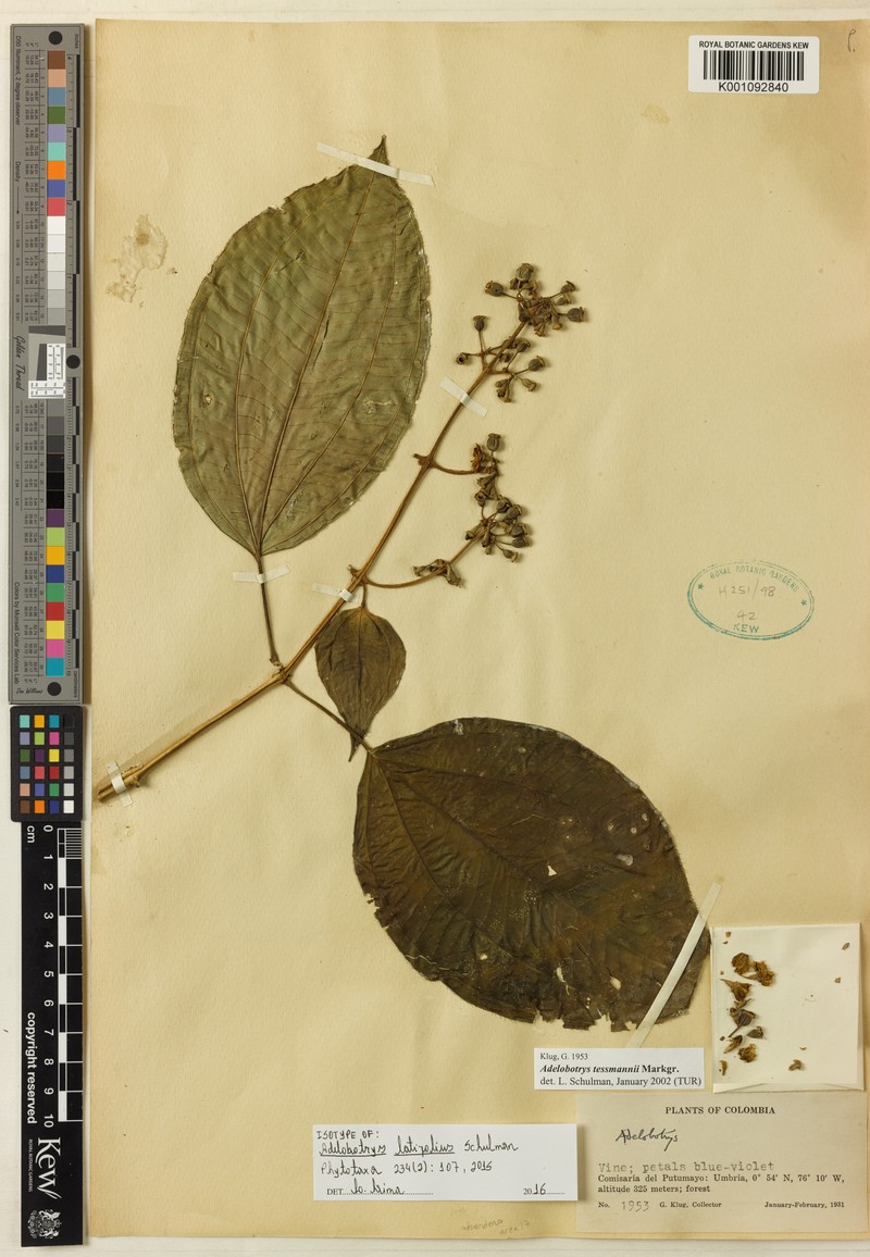 Adelobotrys latifolius photo 7
