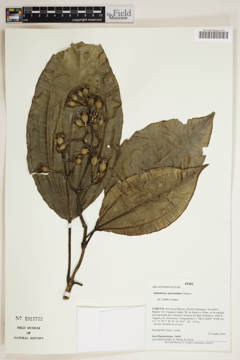 Adelobotrys macranthus photo 2
