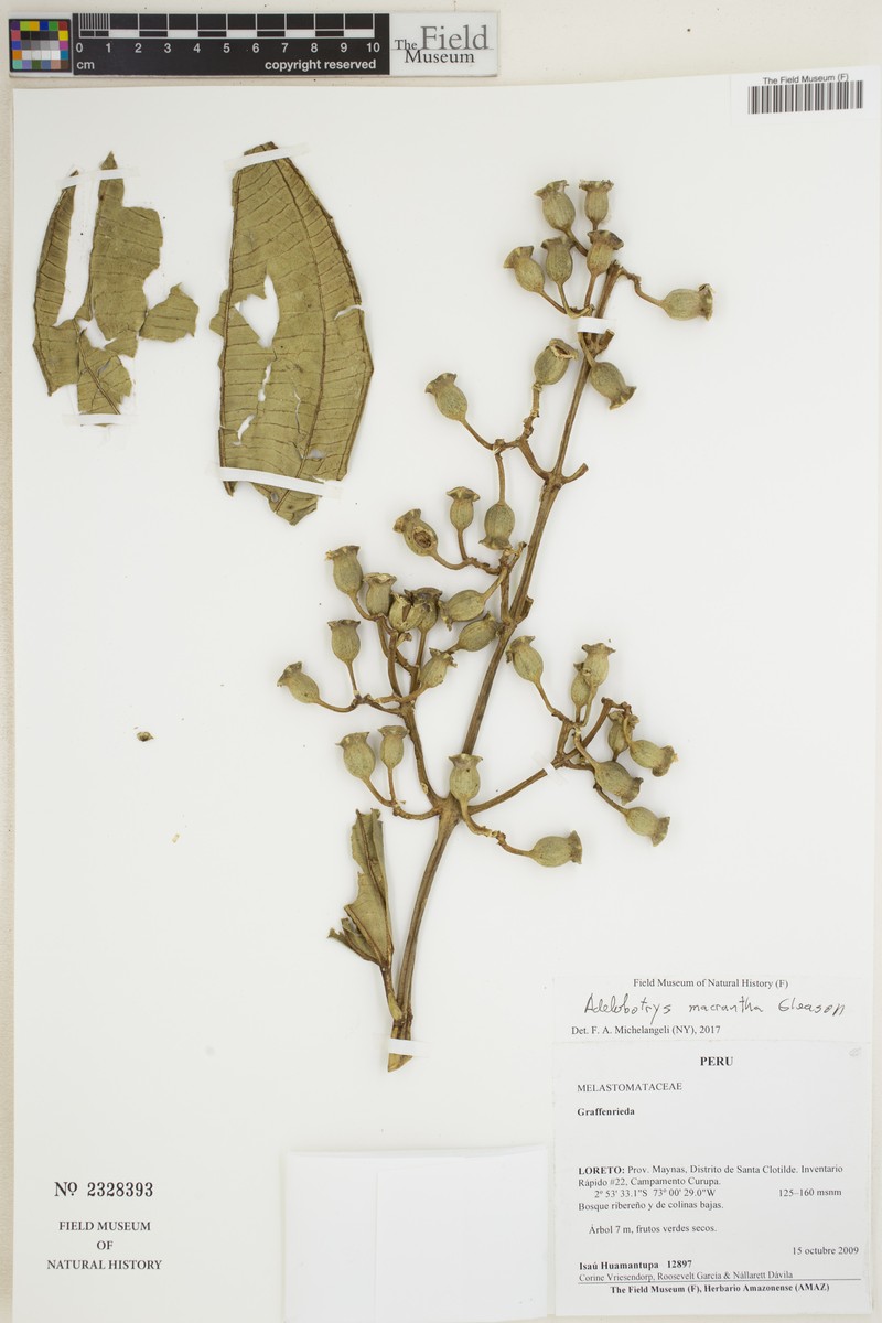 Adelobotrys macranthus photo 3