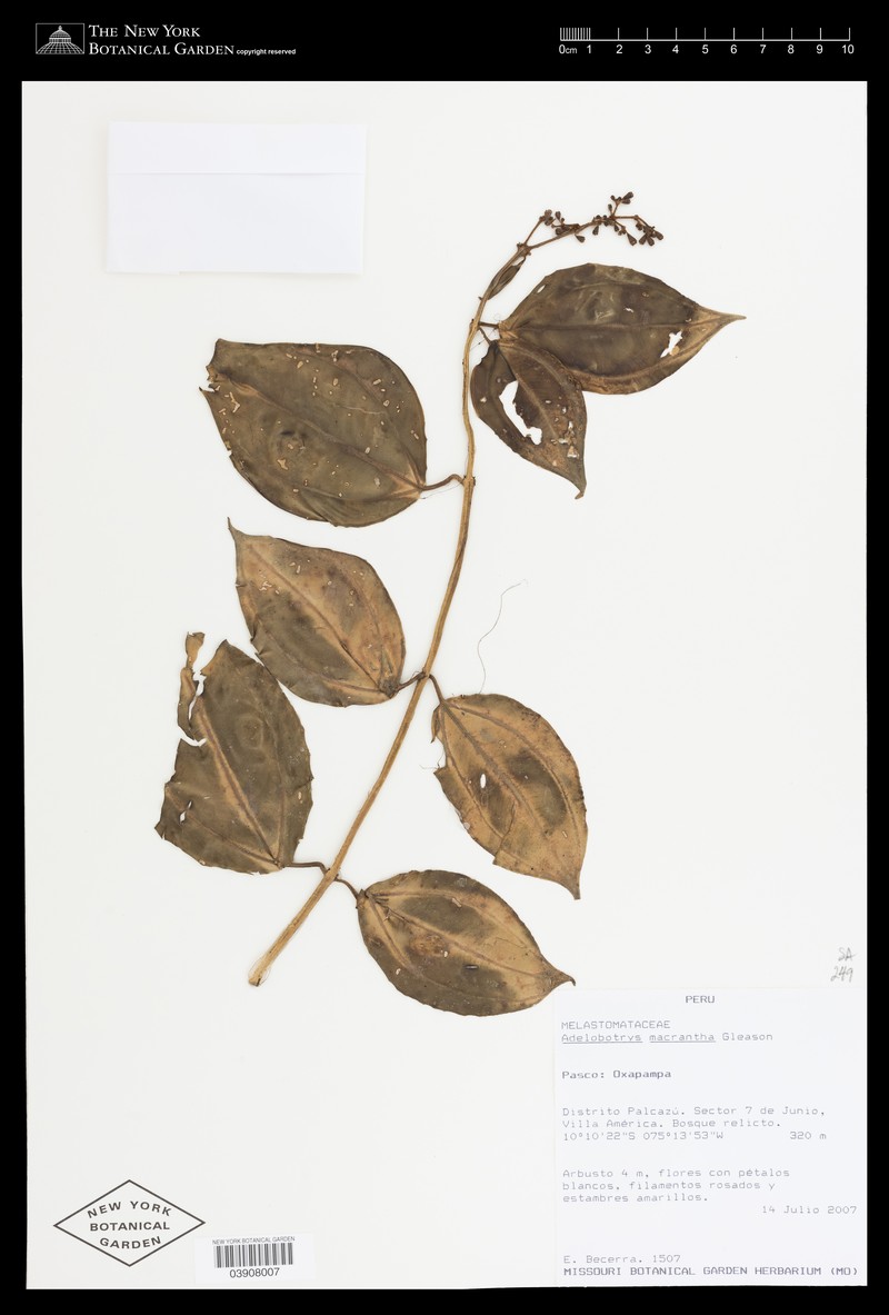 Adelobotrys macranthus photo 4