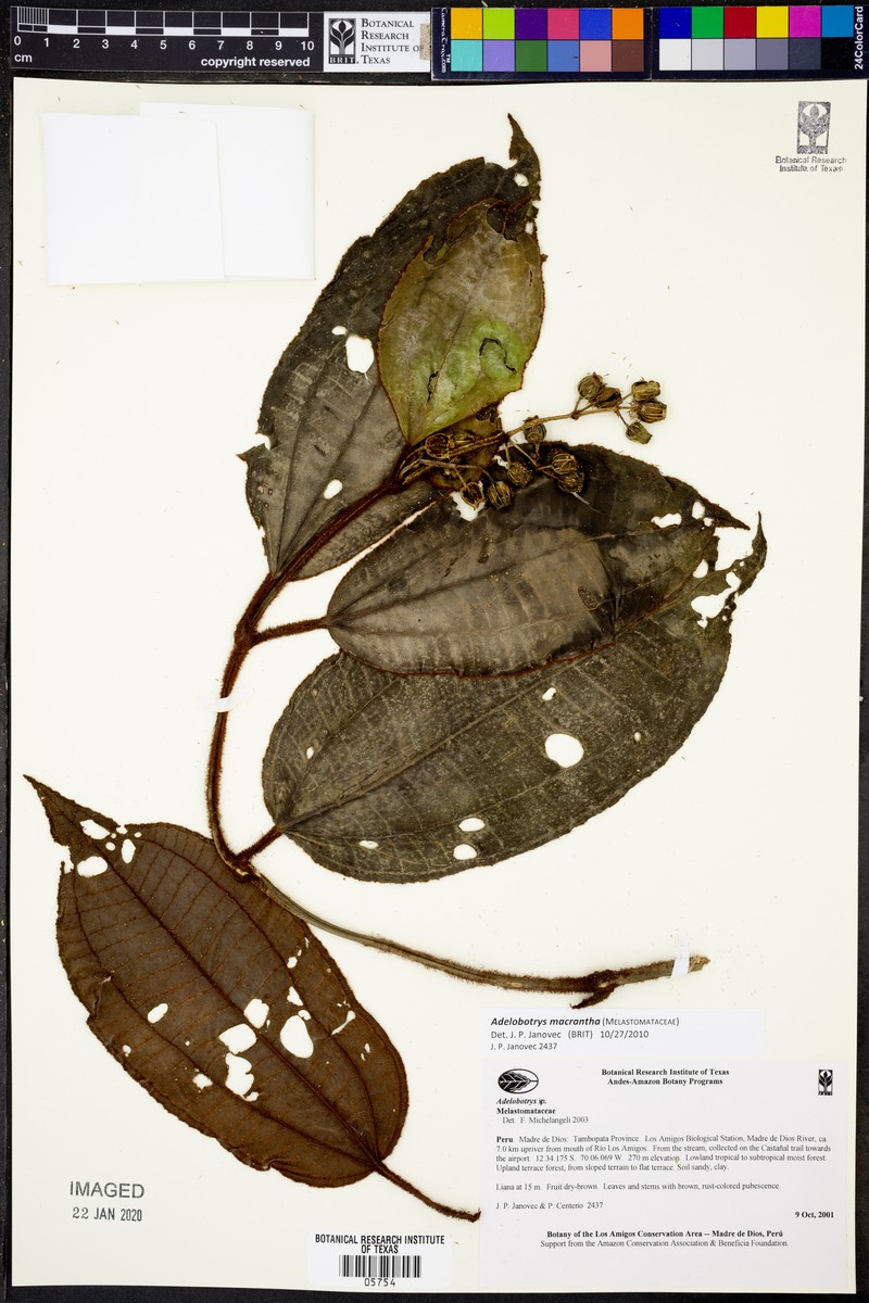 Adelobotrys macranthus photo 5