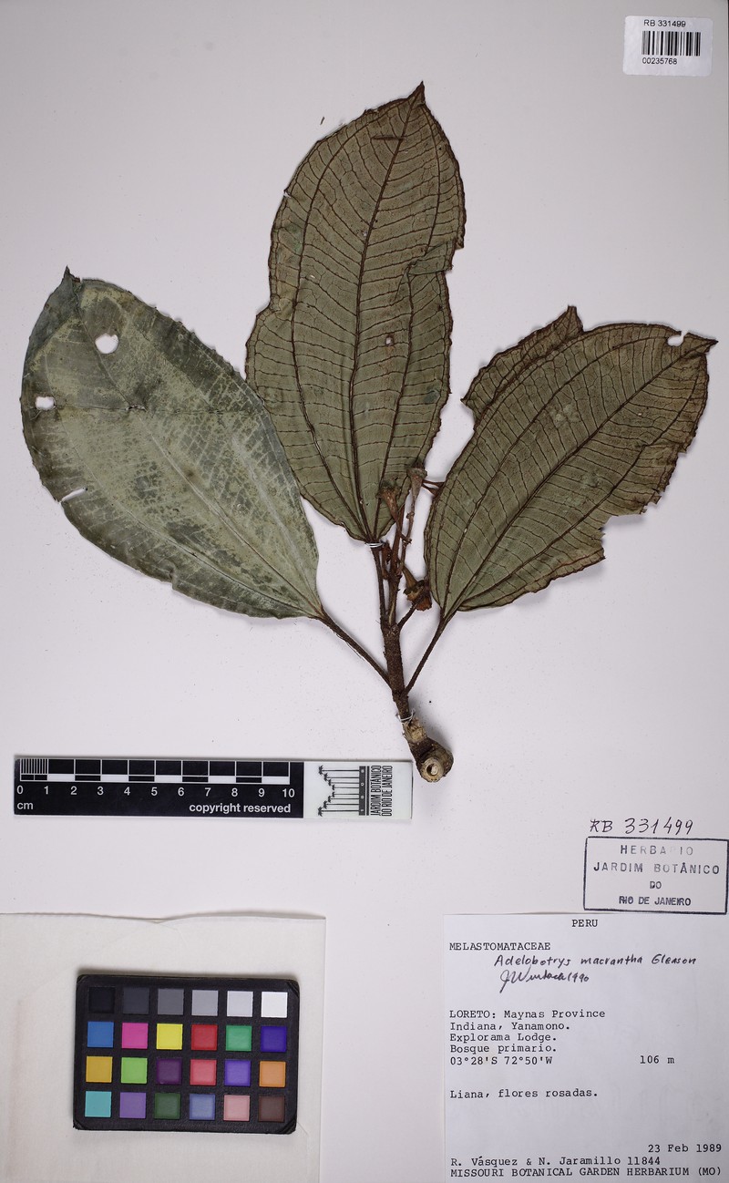 Adelobotrys macranthus photo 6