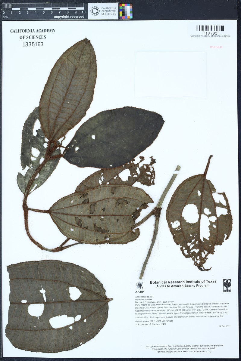 Adelobotrys macranthus photo 7