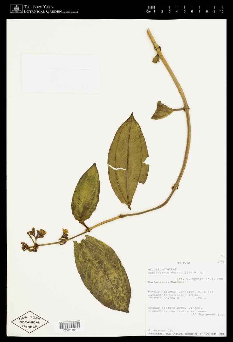 Adelobotrys macrophyllus