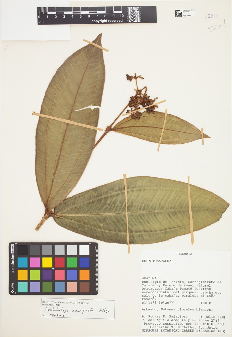 Adelobotrys macrophyllus photo 2