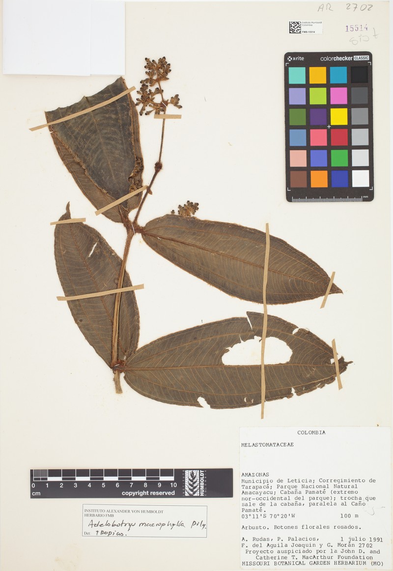 Adelobotrys macrophyllus photo 3