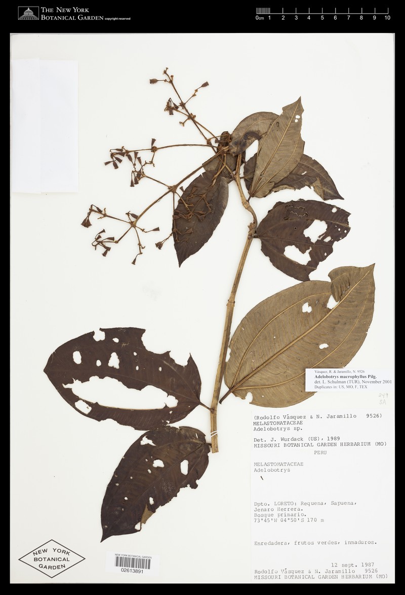 Adelobotrys macrophyllus photo 4