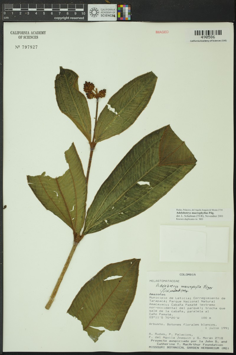 Adelobotrys macrophyllus photo 5