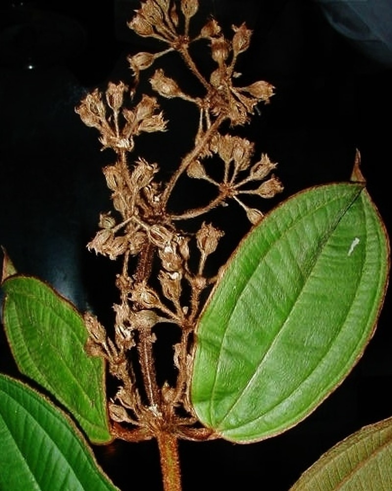 Adelobotrys marginatus