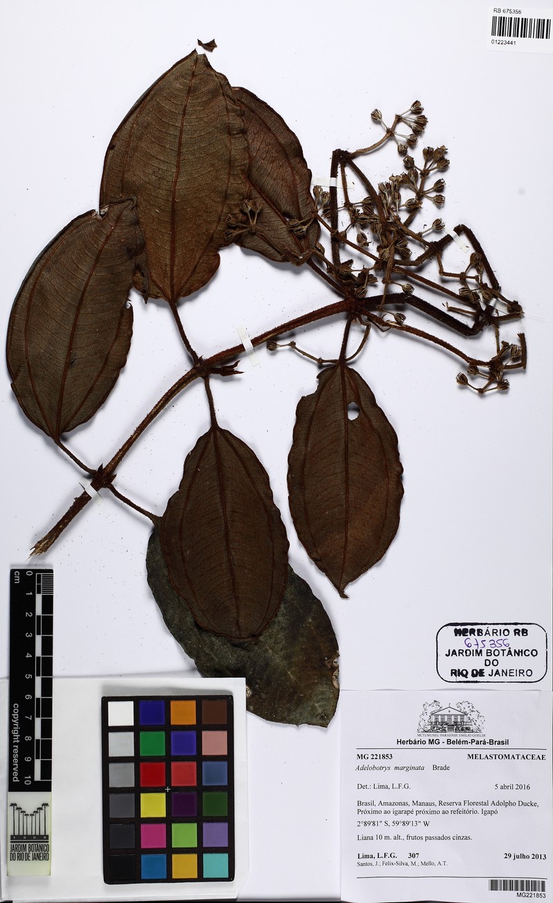 Adelobotrys marginatus photo 4