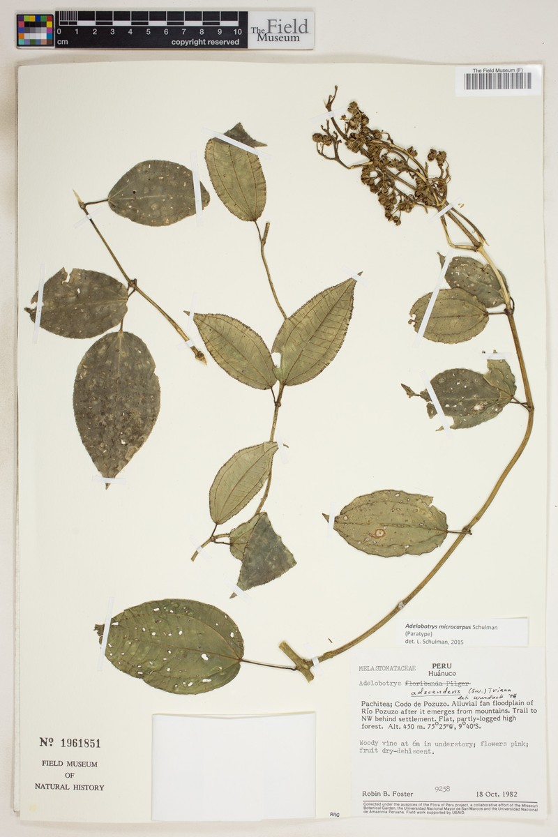 Adelobotrys microcarpus