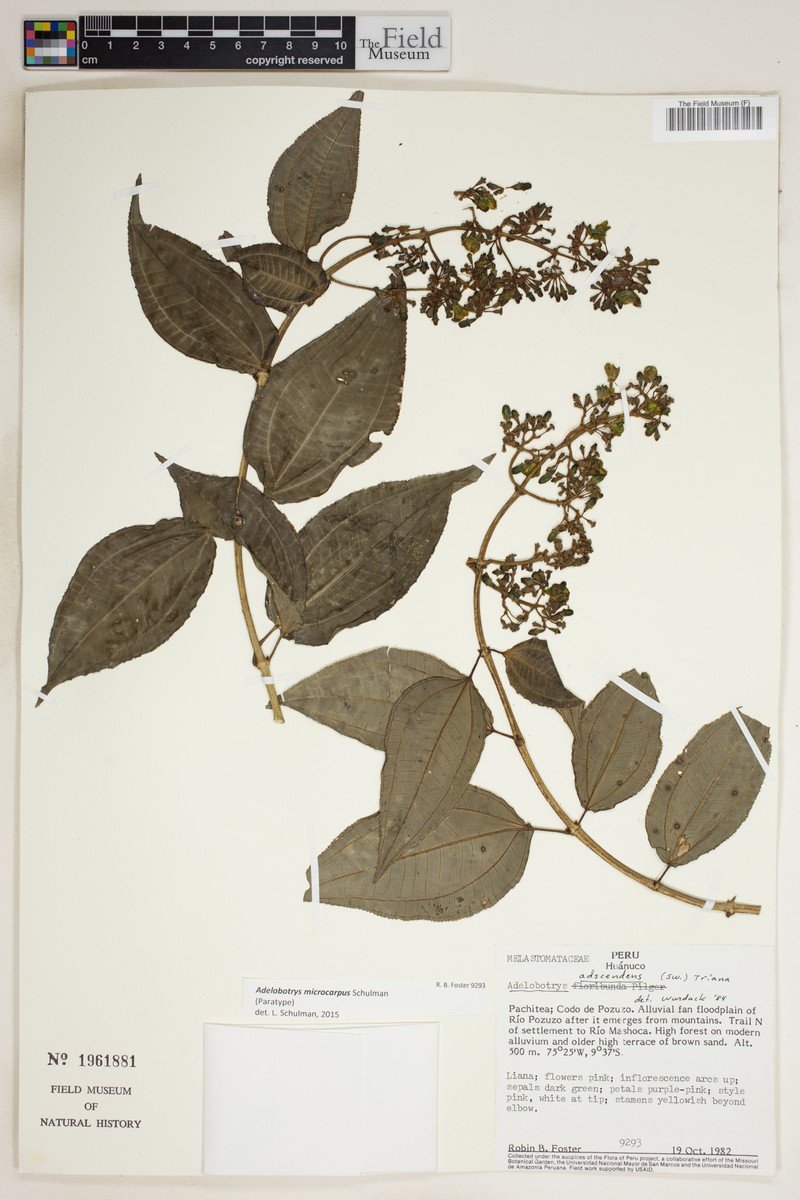 Adelobotrys microcarpus photo 2