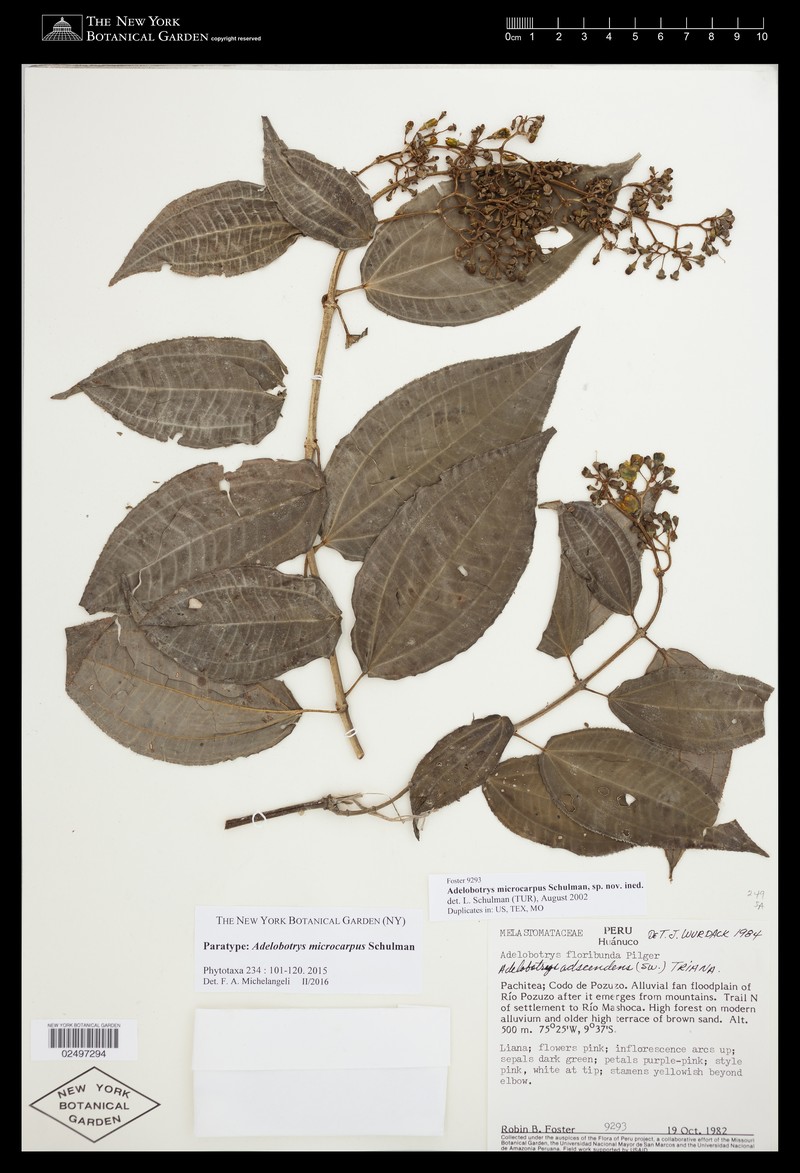 Adelobotrys microcarpus photo 3