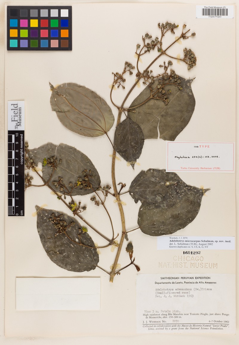 Adelobotrys microcarpus photo 4