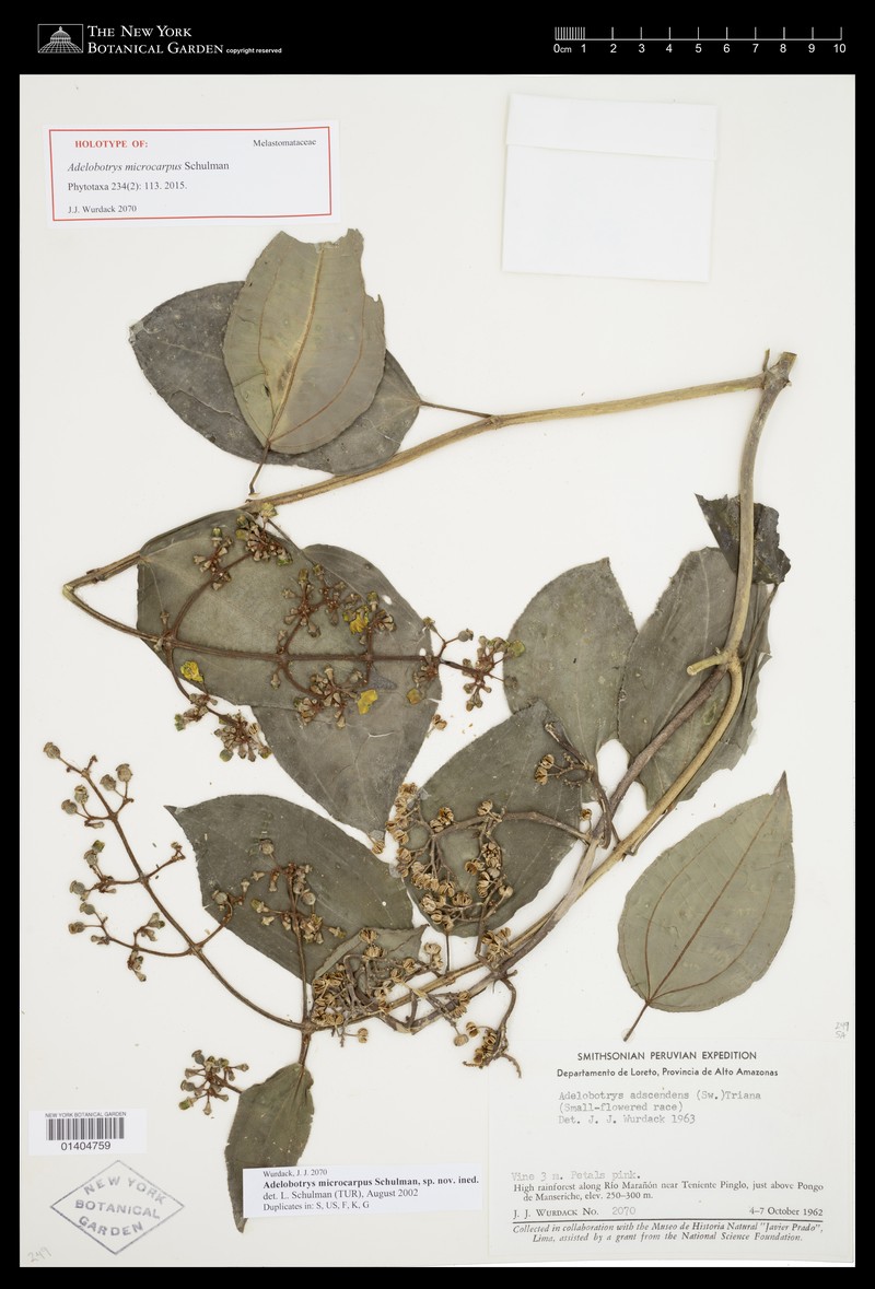 Adelobotrys microcarpus photo 5