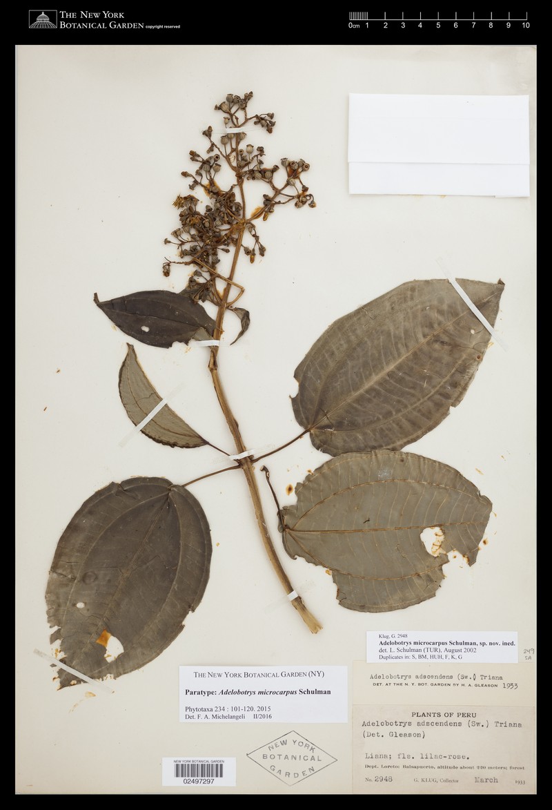 Adelobotrys microcarpus photo 6