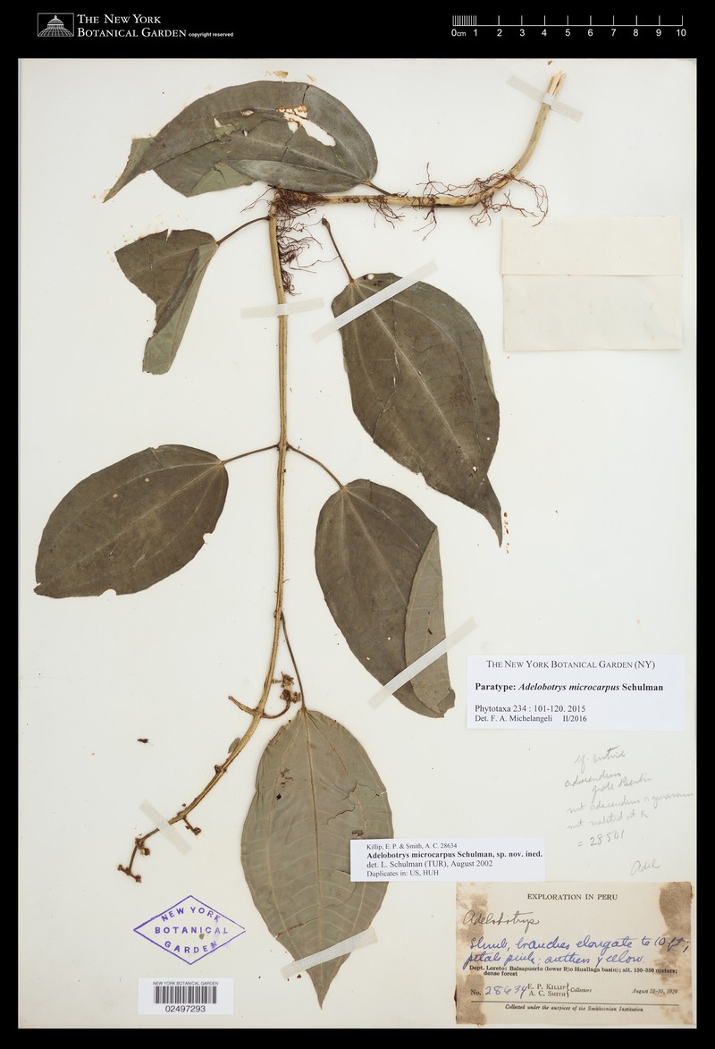 Adelobotrys microcarpus photo 7