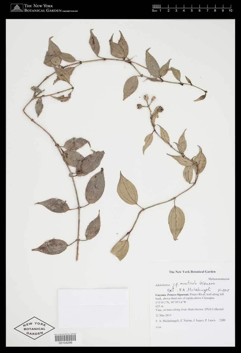 Adelobotrys monticola