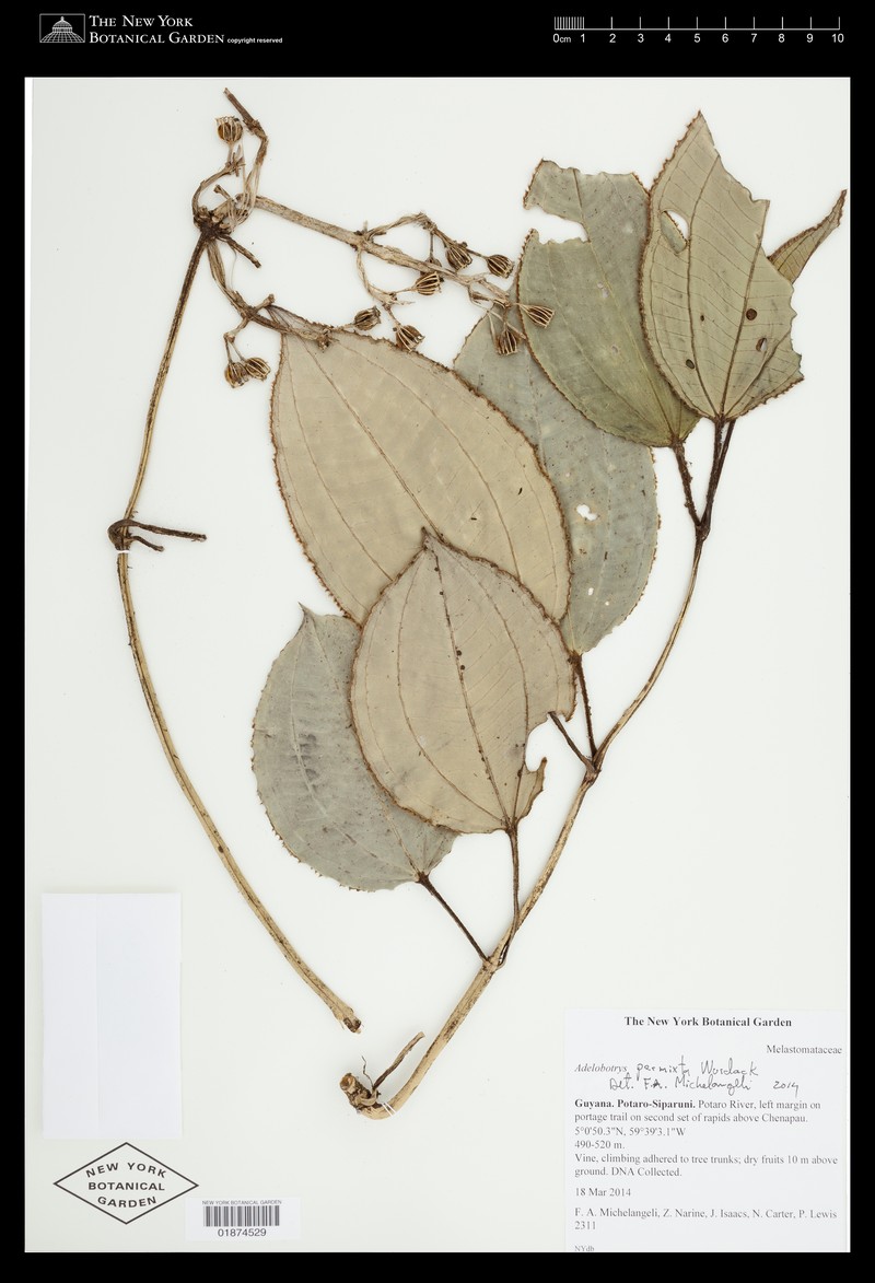 Adelobotrys permixtus photo 2