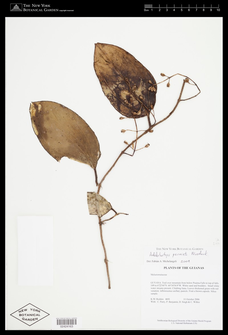 Adelobotrys permixtus photo 3