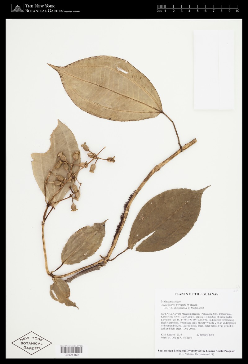 Adelobotrys permixtus photo 4
