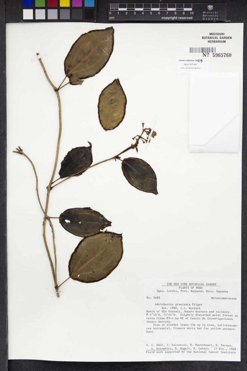 Adelobotrys praetextus photo 3