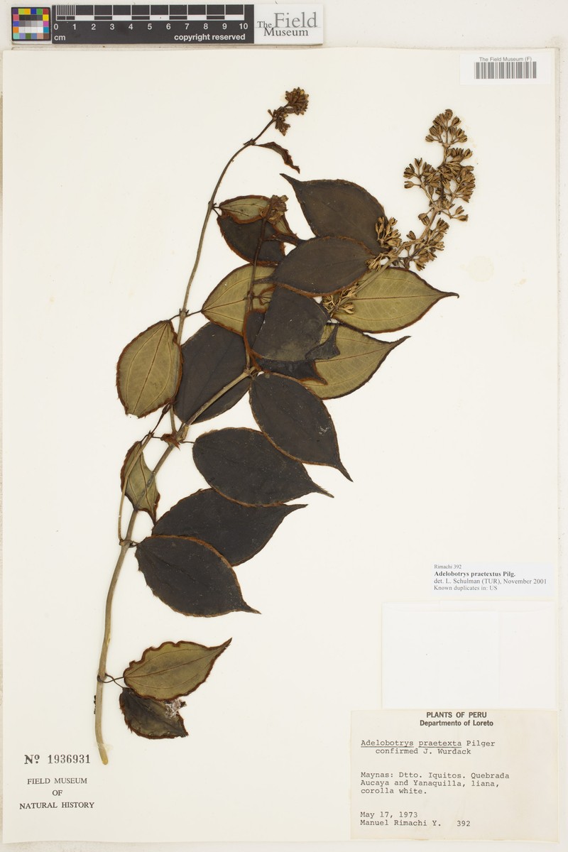 Adelobotrys praetextus photo 4