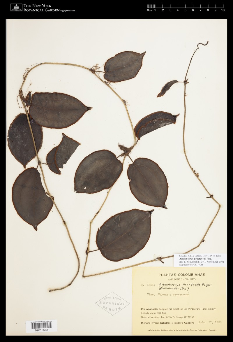 Adelobotrys praetextus photo 5