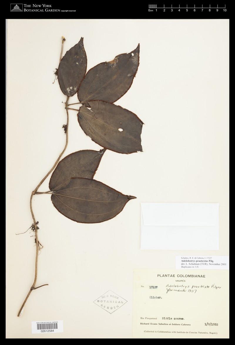 Adelobotrys praetextus photo 6