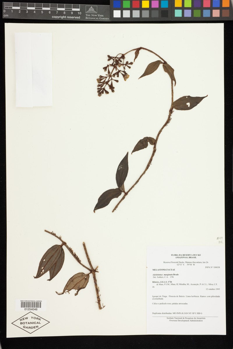Adelobotrys rachidotrichus photo 2
