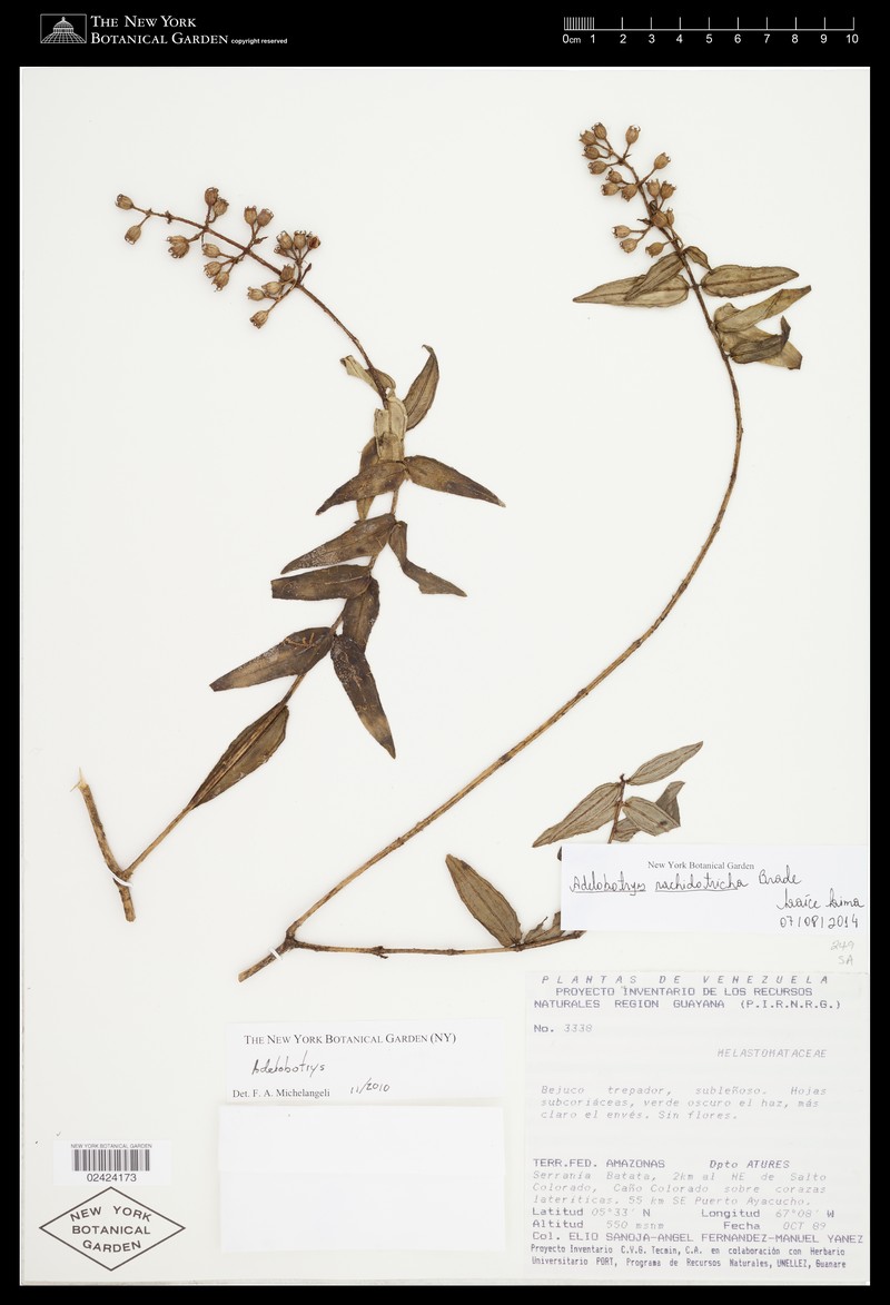 Adelobotrys rachidotrichus photo 3