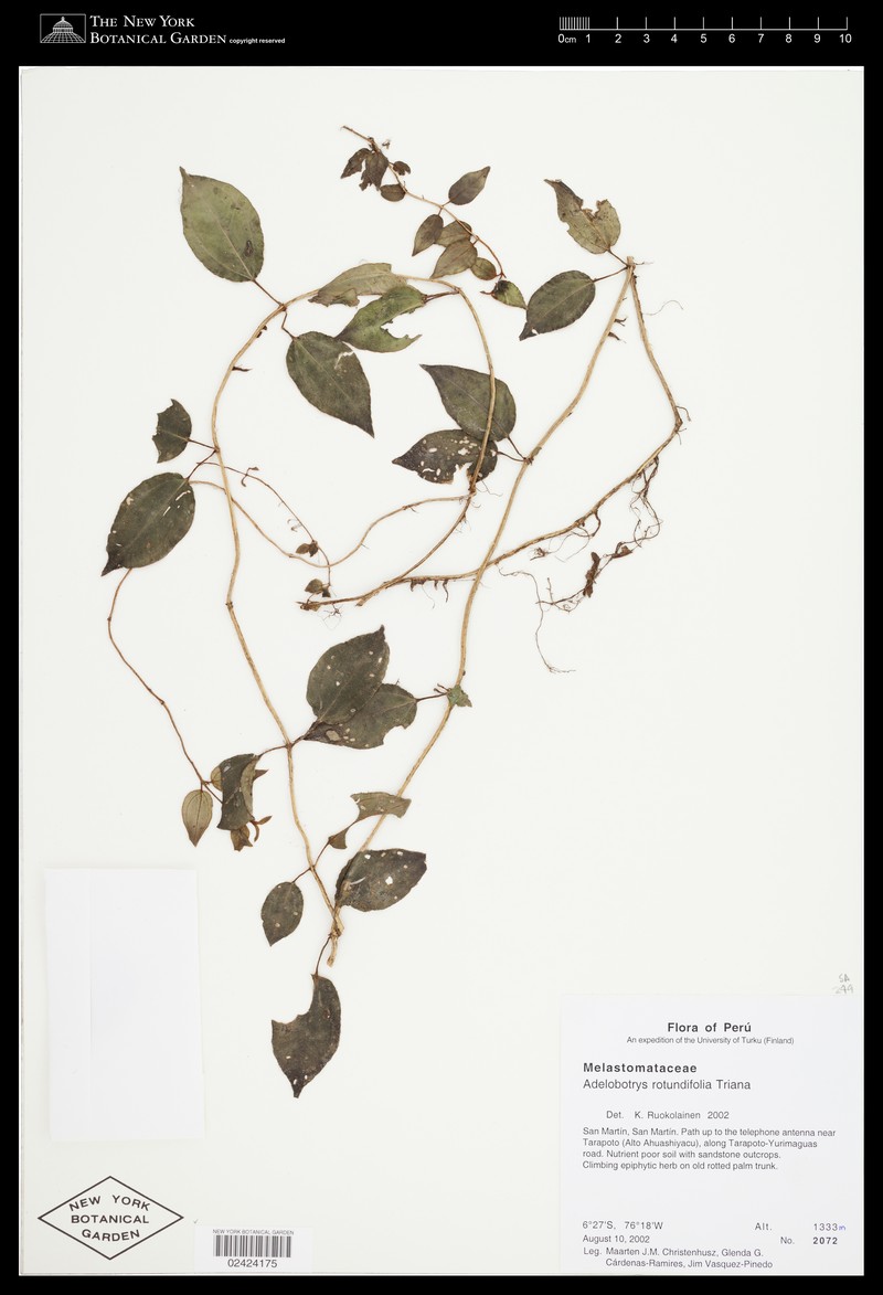 Adelobotrys rotundifolius