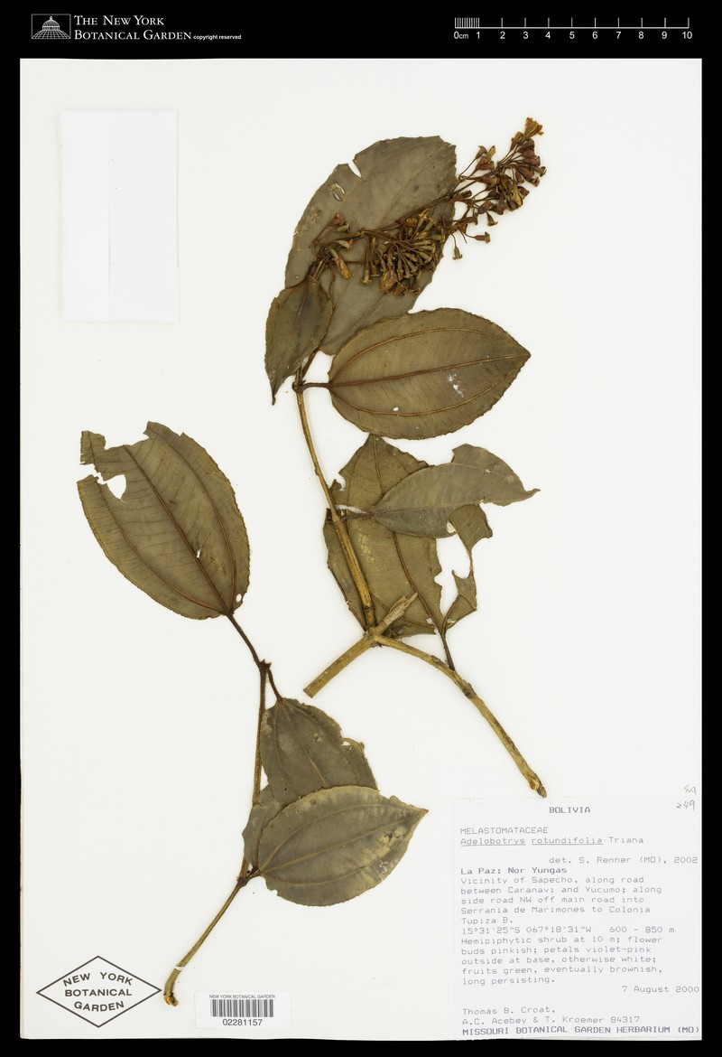 Adelobotrys rotundifolius photo 2