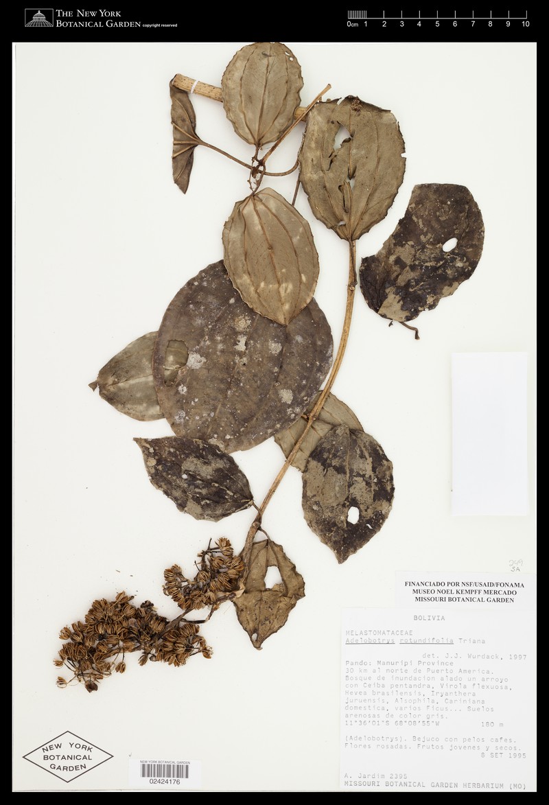 Adelobotrys rotundifolius photo 3