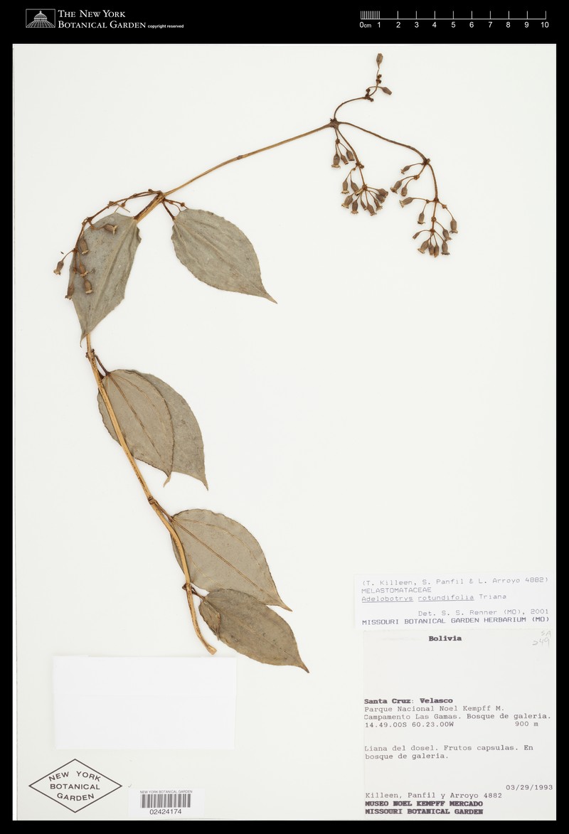 Adelobotrys rotundifolius photo 4